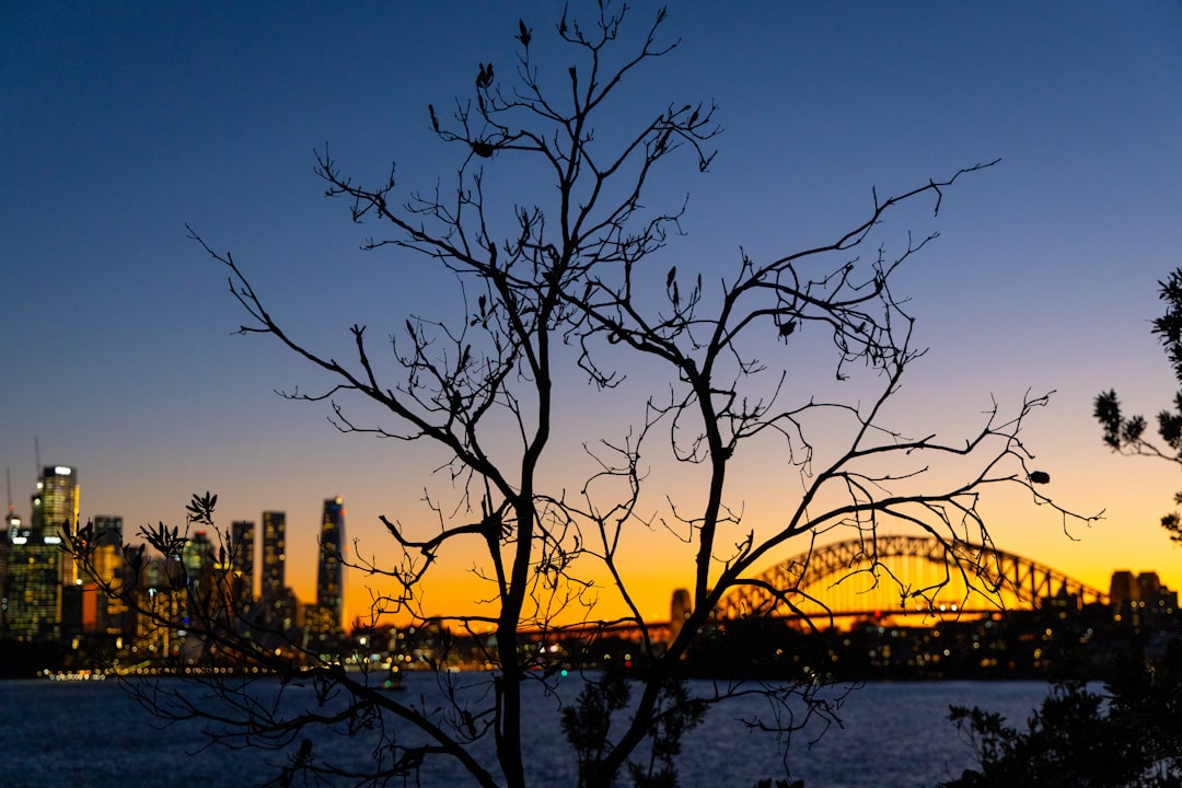 tree services sydney in Sydney Tree Services